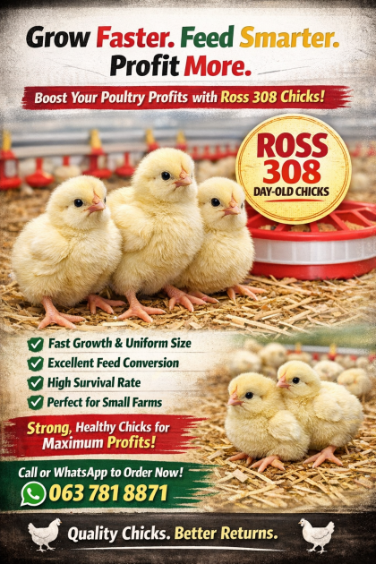 Ross 308 day old chicks