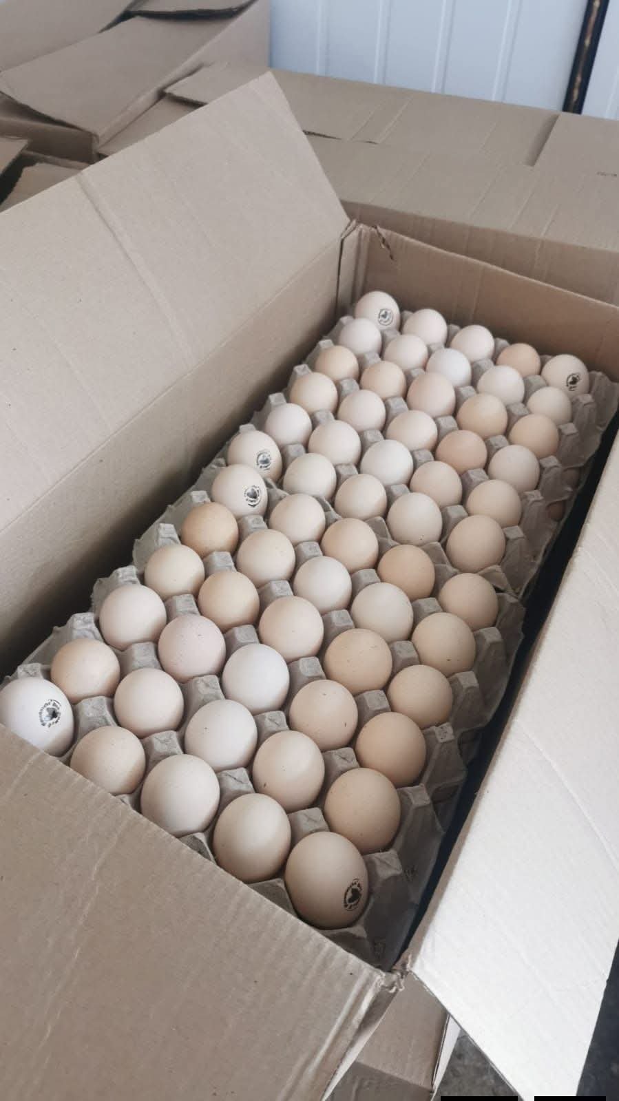 Ross 308 Fertile Eggs
