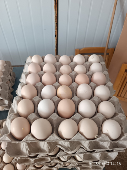Table Eggs