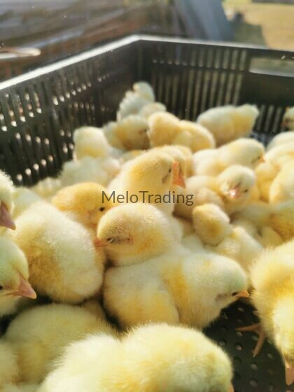 Ross 308 day old chicks