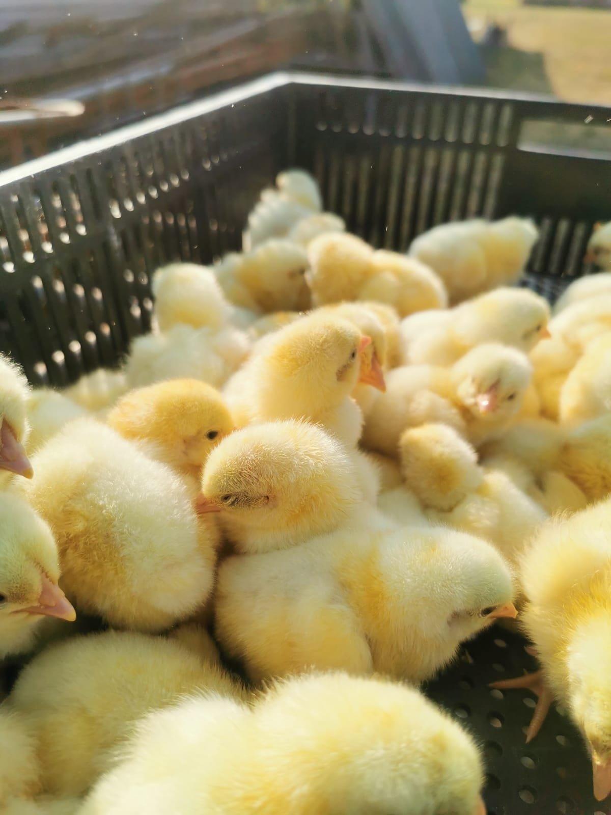 Ross 308 day old chicks