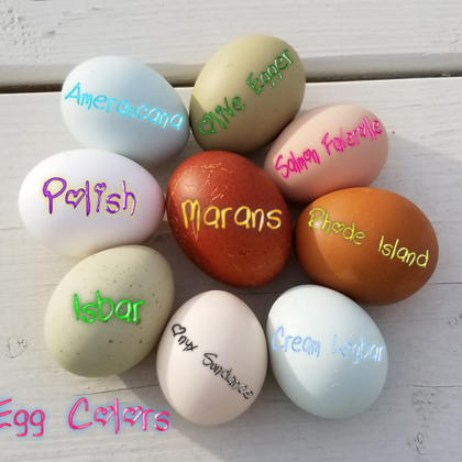 Fertile Eggs