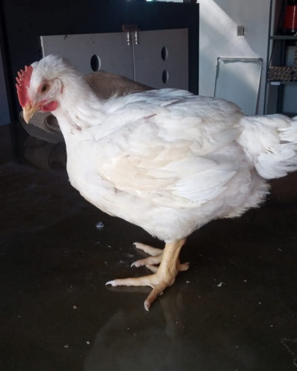 Broiler Chicken