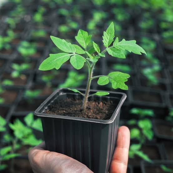 Tomato seedling