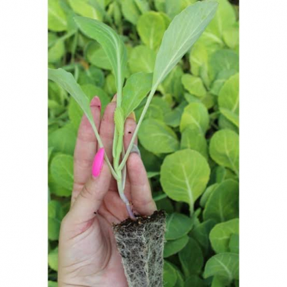 Penca cabbage seedlings