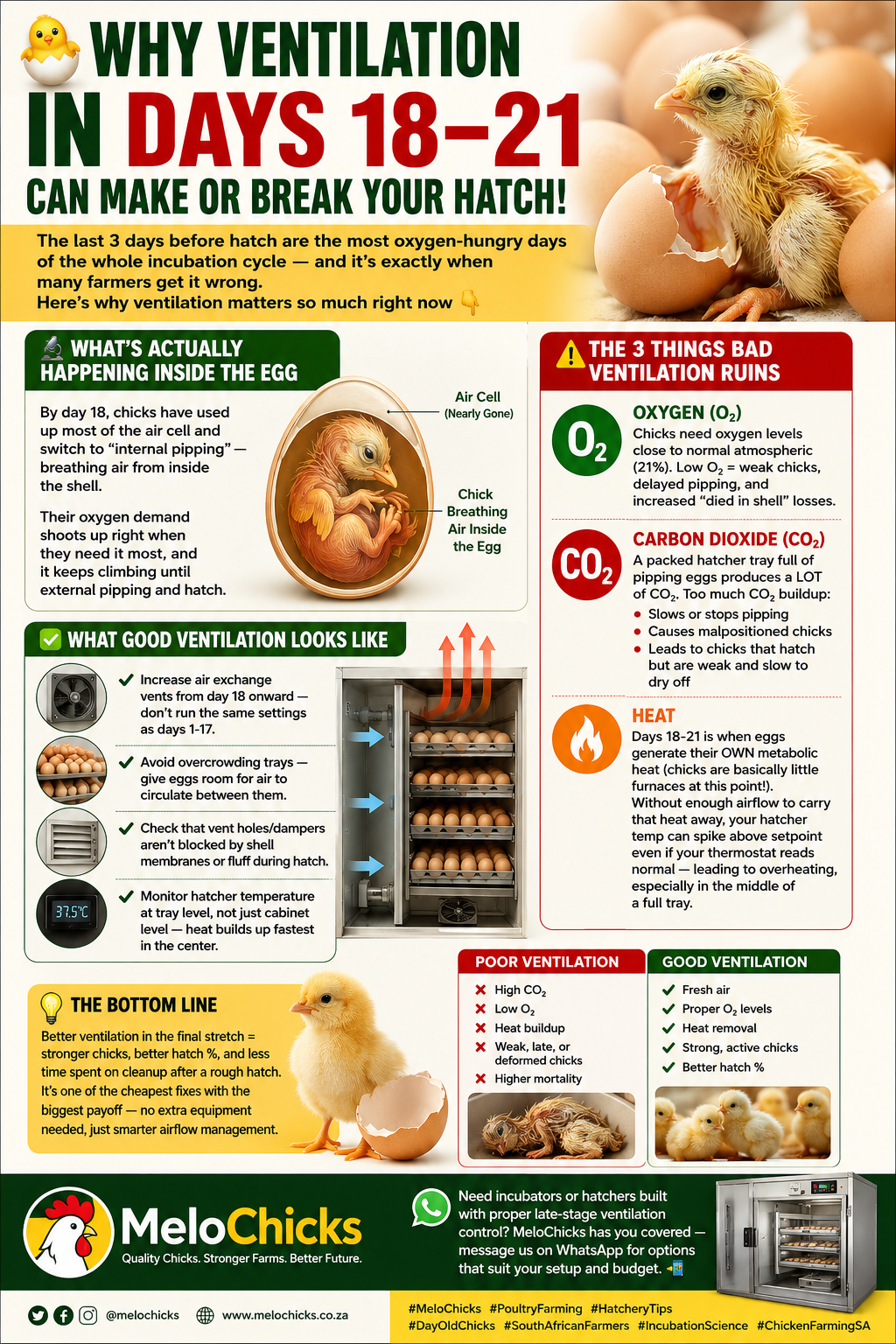 🐣 Why Ventilation in Days 18–21 Can Make or Break Your Hatch! 🐣