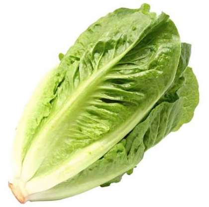 Lettuce Little Gem